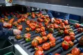 Работа в Ферма Англия за хора с статут, снимка 1