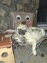 Мопс свободни .., снимка 1