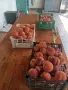 Продавам български праскови, снимка 3