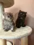 Персийски котенца , снимка 3