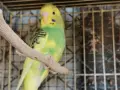 млади вълнисти папагали , снимка 1