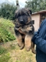 Немски Овчарки , снимка 6
