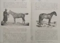 Коневъдство Павелъ Кулешовъ /1892/, снимка 12