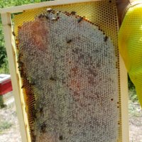Манов мед от с. Българи, снимка 4 - Пчелни продукти - 41717256