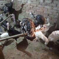Млади пуйки, кокошки Брама и юрдечки и кученца кангал и алабай, снимка 12 - Кокошки и пуйки - 40604731