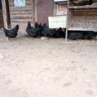  ПИЛЕТА и разплодни яйца от черен АВСТРАЛОРП , снимка 7 - Кокошки и пуйки - 44555227