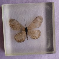 пеперуда в смола / стъкло, снимка 2 - Антикварни и старинни предмети - 42275027