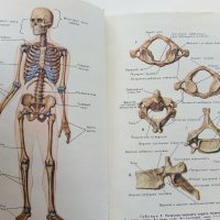 Анатомия Человека - М.Курепикина,Г.Воккен - 1963г. , снимка 13 - Специализирана литература - 39010401