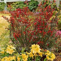 Цитисус-(Cytisus killiney red), снимка 7 - Градински цветя и растения - 39927557