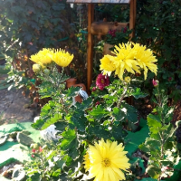 Продавам различни видове хризантеми , снимка 6 - Градински цветя и растения - 44752282