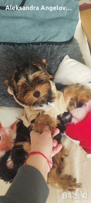 Йоркширски териер , снимка 1