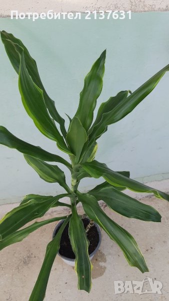 НАМАЛЕНА !  ! ! ДРАЦЕНА ФРАГРАНС Височина 1 метър , снимка 1