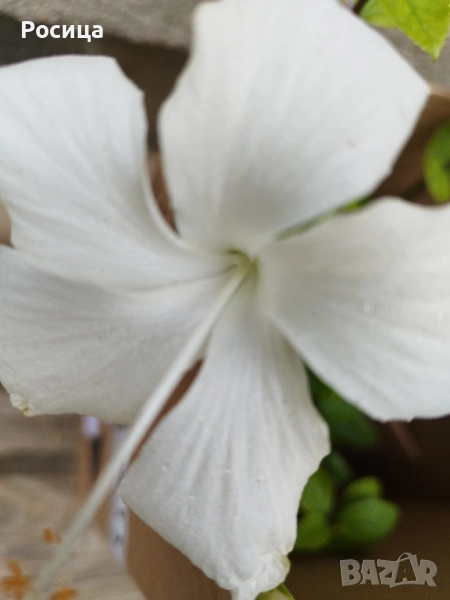 хибискус, снимка 1