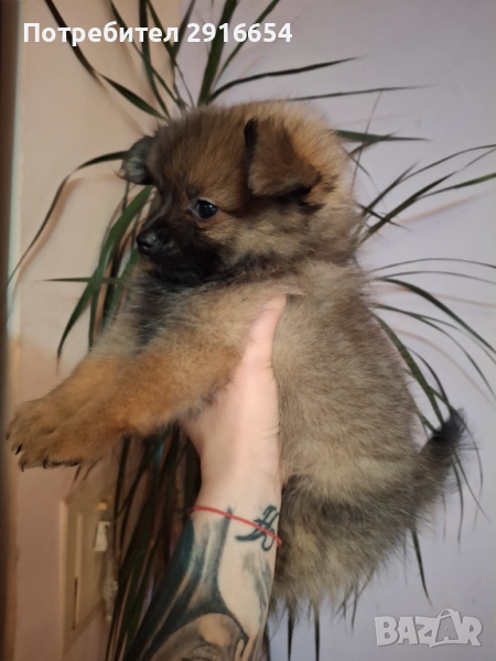 Померан мини шпиц, снимка 1