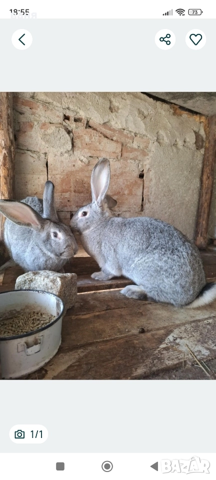 зайци, снимка 1