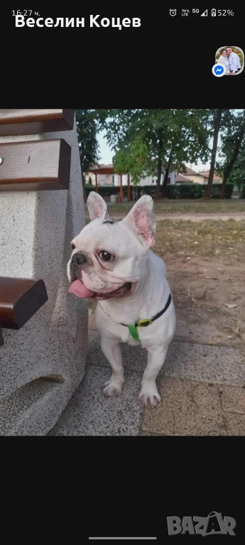 Мъжки френски булдог си търси женска , снимка 1