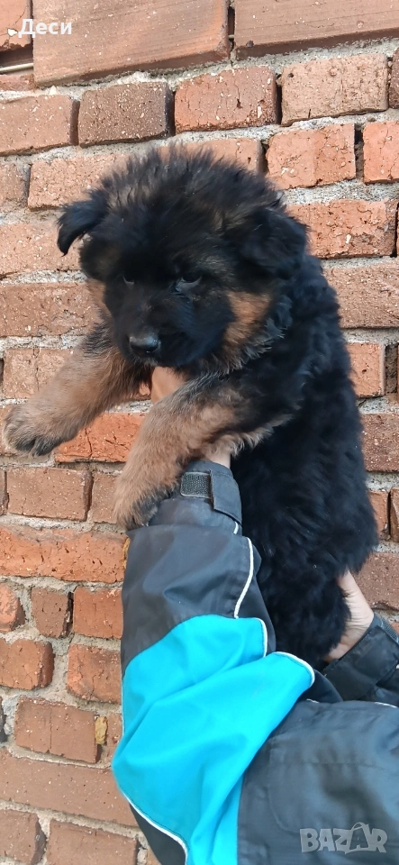 немска овчарка , снимка 1