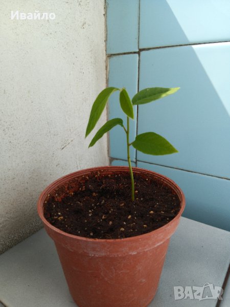 Annona - reticulata,cherimola,squamosa и muricata, снимка 1