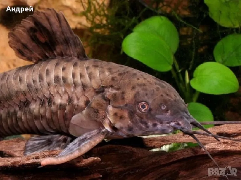 Калихти чифтове, снимка 1