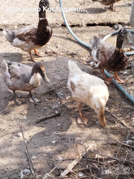 Продавам крякащи патици, снимка 1