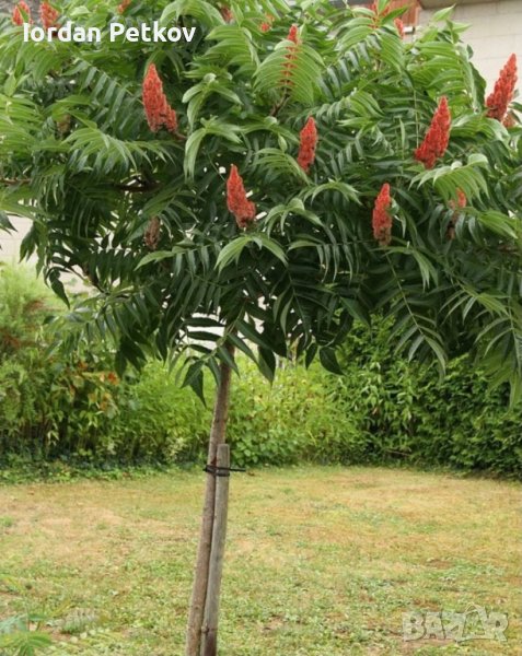 Рустифина дърво , снимка 1