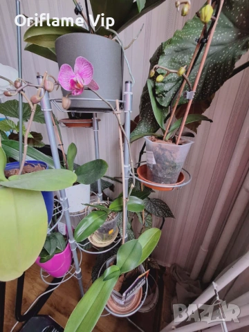 Орхидея, снимка 2 - Стайни растения - 52840785