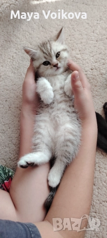 Прекрасни британчета, снимка 5 - Британска късокосместа - 52978517