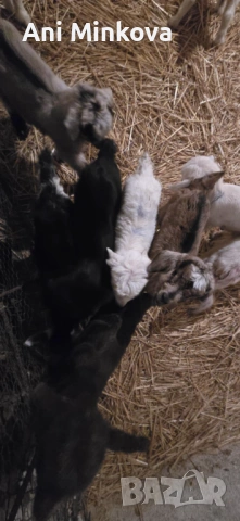 Продавам ярета на добра цена на няколко дни са, перфектен дамазлък за повече информация на посочения, снимка 2 - Кози - 53387632