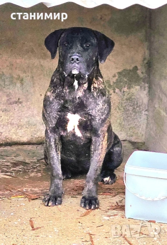 Преса Канарио / Дого Канарио , снимка 4 - Други - 41585132