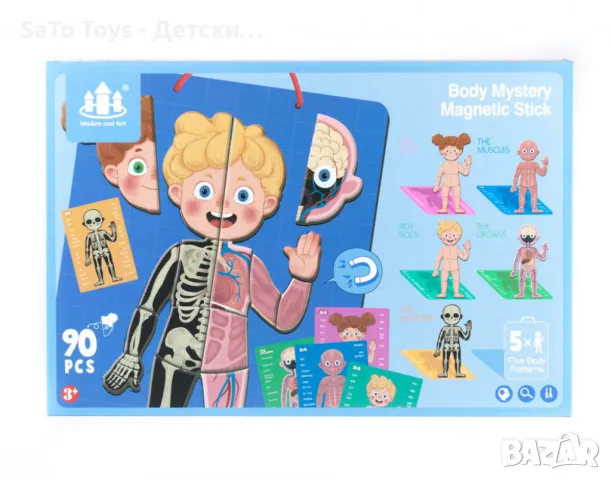 Магнитна дъска с човешкото тяло