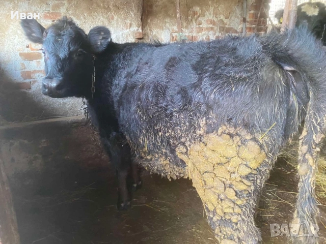 Женски Абърдин на седем месеца свободно може и замянка за мъжко теле