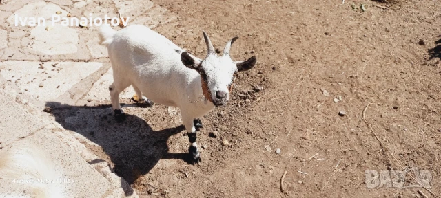 продавам мини козички, снимка 6 - Кози - 47564821