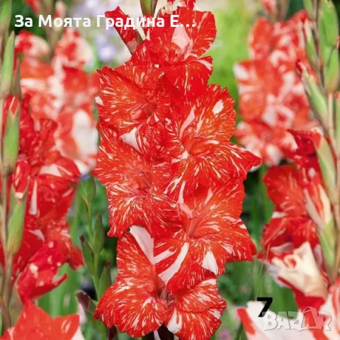 Гладиоли , снимка 7 - Градински цветя и растения - 49762560