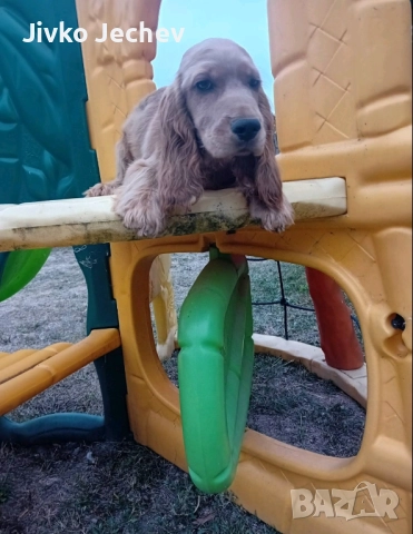 Кокер Шпаньол , снимка 1