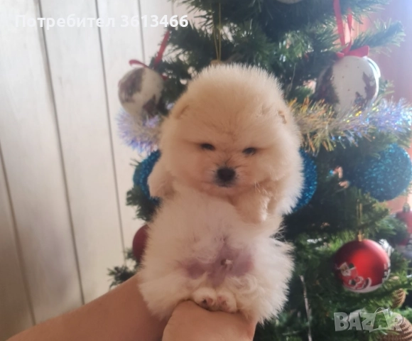 Мини мъжки померан , снимка 4 - Померан - 52935584
