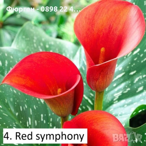 Луковици на Кала - Цена за 1 бр.: 2,20 € / 4,30 лв., снимка 2 - Разсади - 53145368