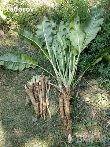 Хрян корени