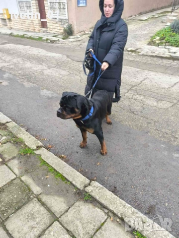 Продават се малки ротвайлерчера, снимка 2 - Ротвайлер - 53676581