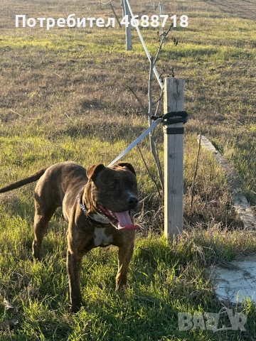 Pitbull za razplod, снимка 3 - Питбул - 52861411