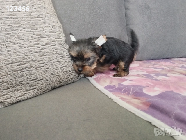 Йорки мини , снимка 2 - Йоркширски териер - 53416685