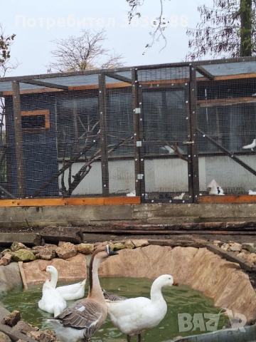  Лебедови гъски , снимка 2 - Патици и гъски - 53704820