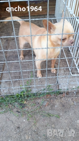 чихуахуа мъжки , снимка 8 - Чихуахуа - 52033406