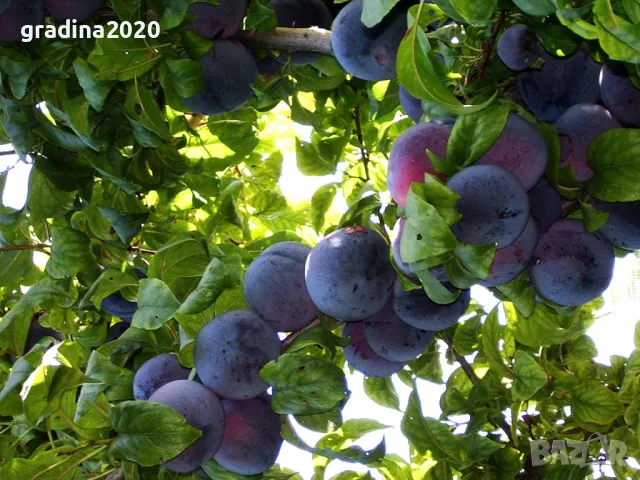 Слива - Анджелино Най едрия сорт сливи, снимка 2 - Стайни растения - 48059289