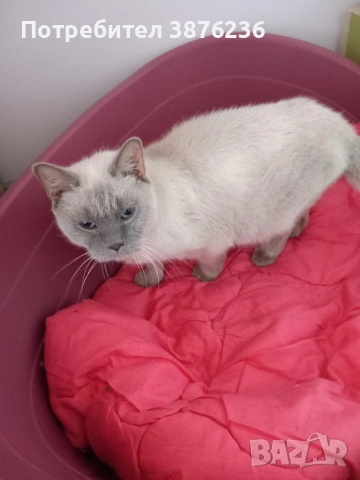 Британска късокосместа Колор пойнт , снимка 5 - Британска късокосместа - 53461143