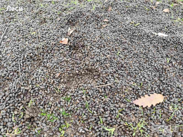 Тор от Лама, снимка 2 - Тор и почвени смеси - 52839184