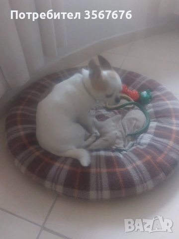 Чихуахуа мини момиче, снимка 10 - Чихуахуа - 53341758