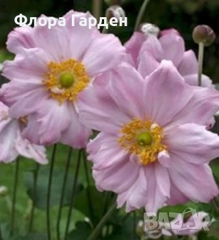 МНОГОГОДИШНИ ЦВЕТЯ - Коренища- ПРЕДВАРИТЕЛНИ ПОРЪЧКИ, снимка 5 - Градински цветя и растения - 53650042