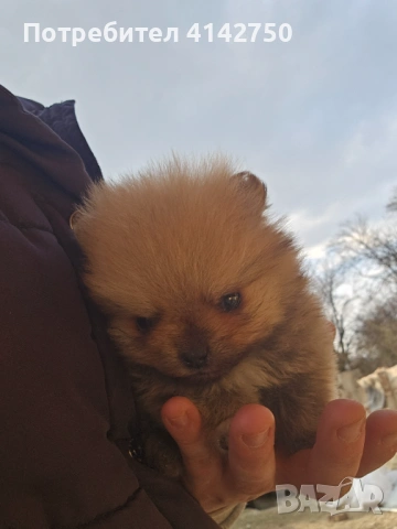 Мини Померанчета момчета , снимка 5 - Померан - 53836470