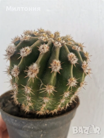 кактус ехинопсис , снимка 5 - Стайни растения - 51625446