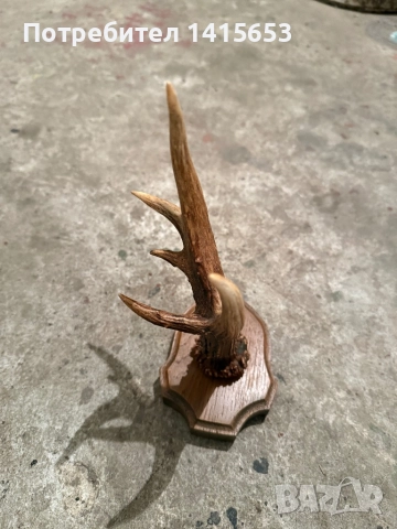Продавам рог от сръндак, снимка 3 - Други ценни предмети - 52528953